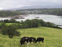 Blick zur Menai Bridge