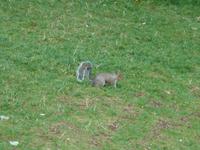 Eichhorn am Royal Pavilon in Brighton