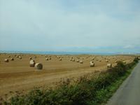 Schafe? Nein, Heurollen