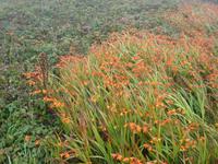 Es grünt und blüht trotz oder wegen dieses Wetters am Lands End