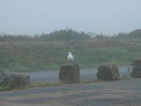 Die Möwe überwacht Lands End