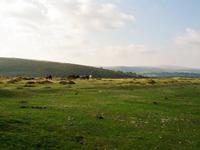 010_Dartmoor