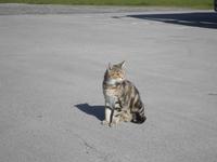 Knocke's Distillery Kilbegan