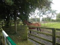 Nationalgestüt Irland