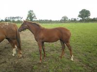 Nationalgestüt Irland