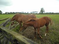 Nationalgestüt Irland