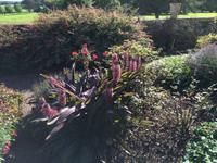 Killerton House and Gardens