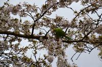 London, St. James Park
