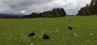 118 Besuch bei Schäfer Niels in Kingussie