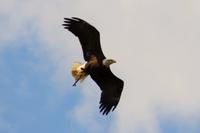 081 Warwick Castle, Adler