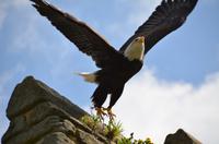 082 Warwick Castle, Adler