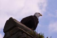 083 Warwick Castle, Adler