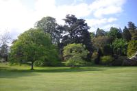 Killerton Garden