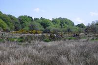 Postbridge - Dartmoor