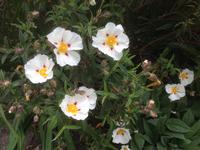 The Lost Gardens of Heligan