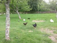 The Lost Gardens of Heligan