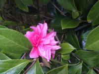 The Lost Gardens of Heligan