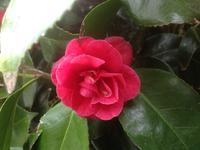 The Lost Gardens of Heligan