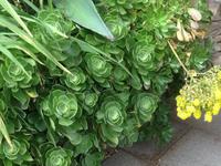 Trebah Garden Cornwall