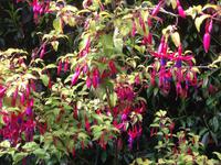 Trebah Garden Cornwall