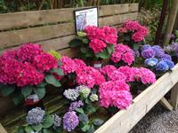 Trebah Garden Cornwall