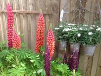 Trebah Garden Cornwall