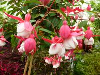 Belfast Botanischer Garten