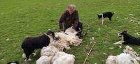 120 Besuch bei Schäfer Niels in Kingussie
