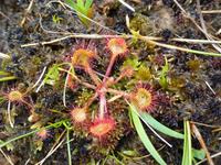 Rannoch Moor - Sonnentau
