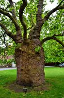 026 Canterbury,  Orientalische Platane