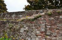 093 Exeter, Stadtmauer