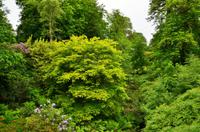 354 Skye, Armadale Castle & Garden