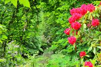 355 Skye, Armadale Castle & Garden