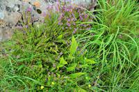 435 Skye, bezaubernde Flora