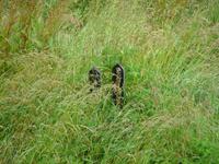 Wer mag hier alles liegen - auf der Wiese des Jamaica Inn