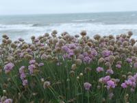 Brighton Bay - Isle of Wight