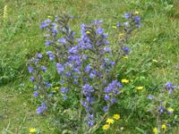 Flora auf dem Weg zu den Needles