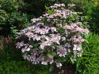 Flora Killerton Garden