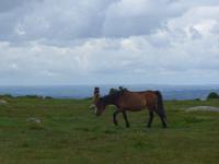 Dartmoor-Ponny