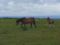 Dartmoor-Ponny