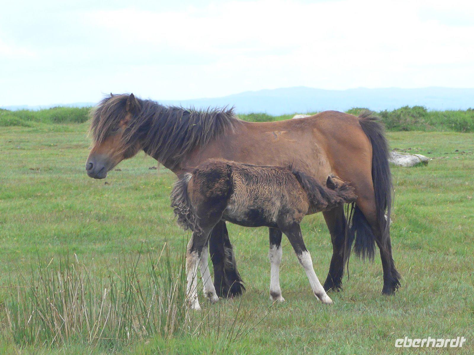 Dartmoor-Ponny