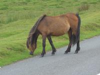 Dartmoor-Ponny
