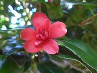 Kamelie Trewidden Garden