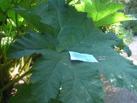 Trewidden Garden  Proportion des Blattes im Verhältnis zu DIN-A4-Blatt