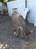 Esel von Clovelly - Transportmittel des Dorfes