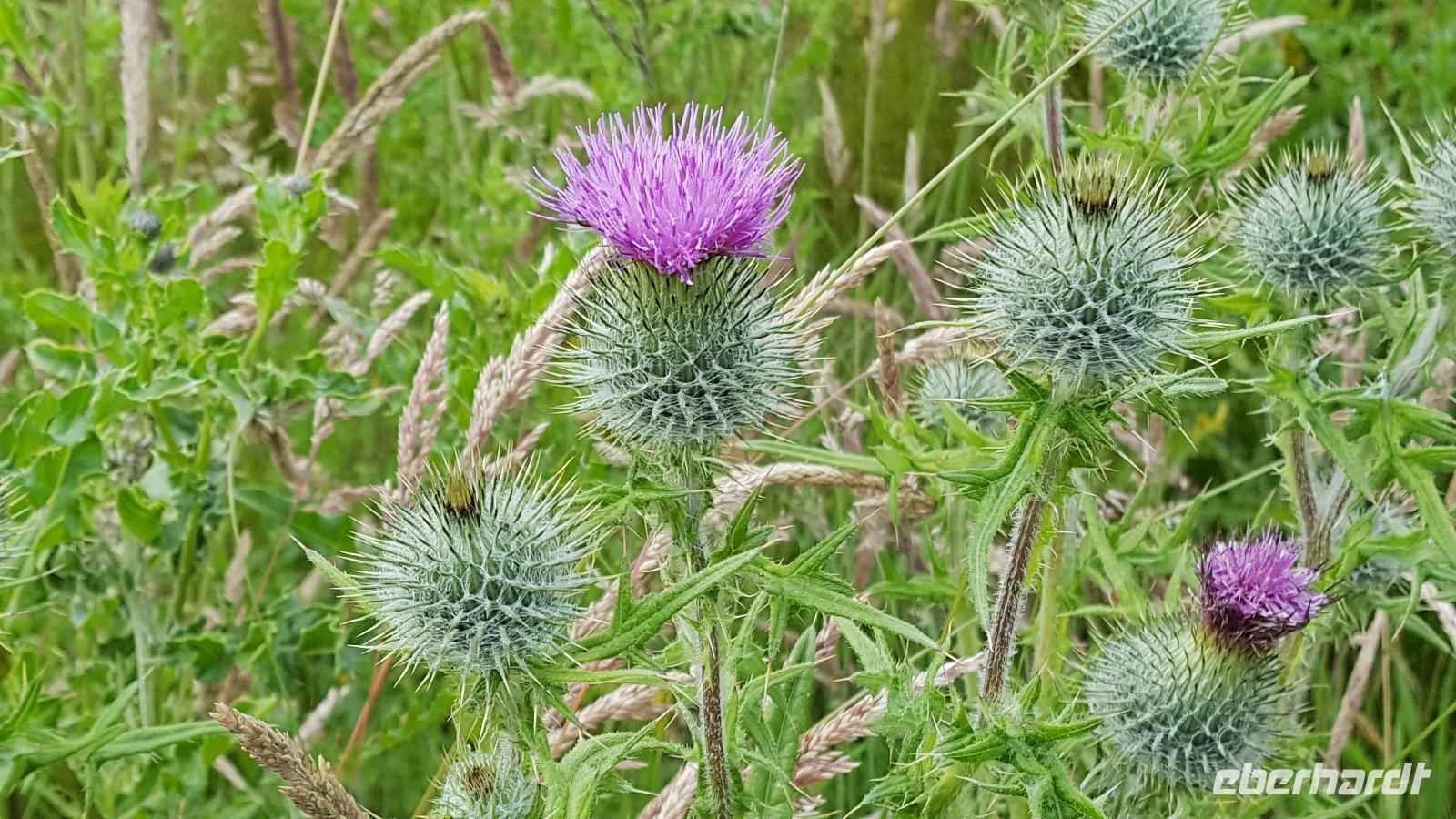 Guardian Thistle