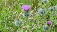 Guardian Thistle