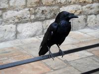  Die Raben sind verantwortlich für den Bestand des Towers.