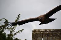 092 Warwick Castle, Raubvogelshow