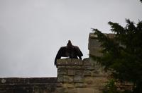 093 Warwick Castle, Raubvogelshow
